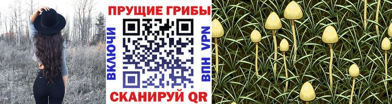 blacksprut ONION  Саранск  Галлюциногенные грибы Cubensis 