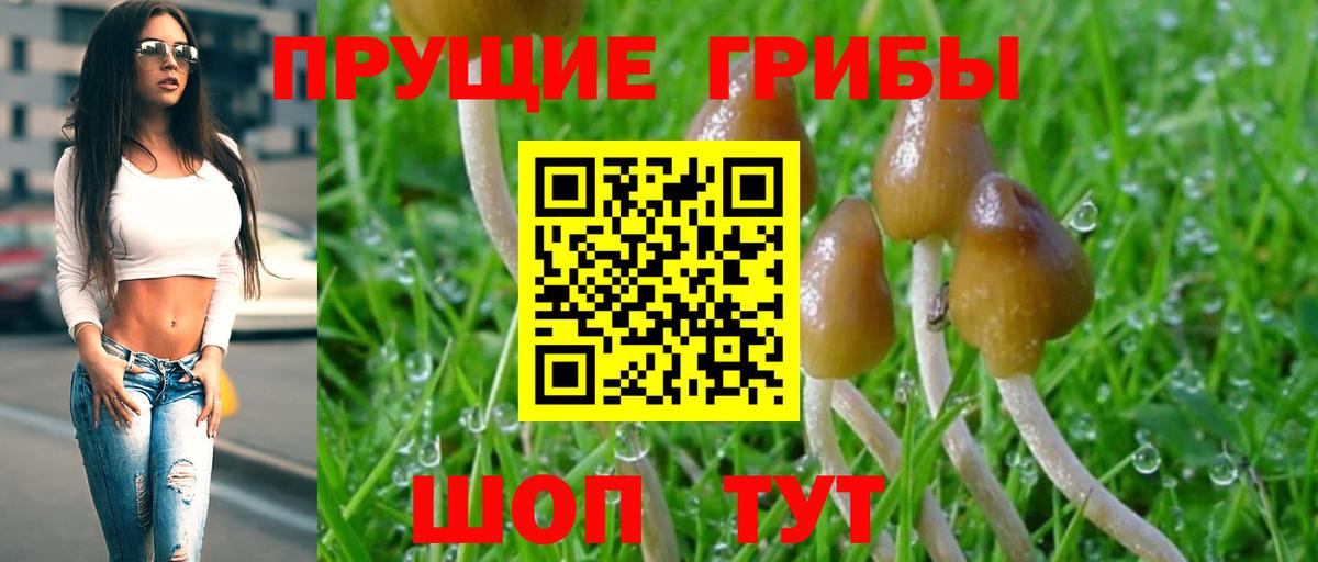 Саранск  Галлюциногенные грибы Psilocybine cubensis  Вход с VPN 